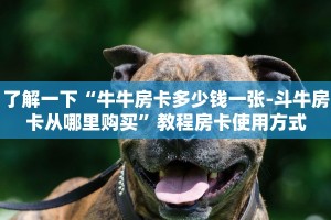 了解一下“牛牛房卡多少钱一张-斗牛房卡从哪里购买”教程房卡使用方式